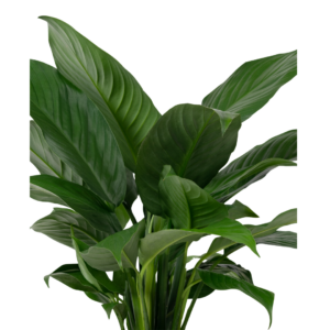 BLACKPARI Artificial Plant